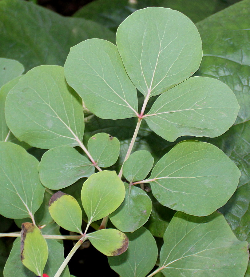 Image of Paeonia daurica specimen.