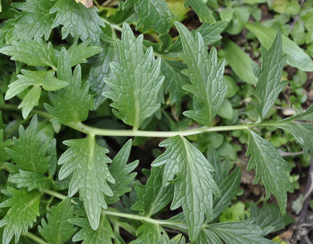 Image of Valeriana officinalis specimen.