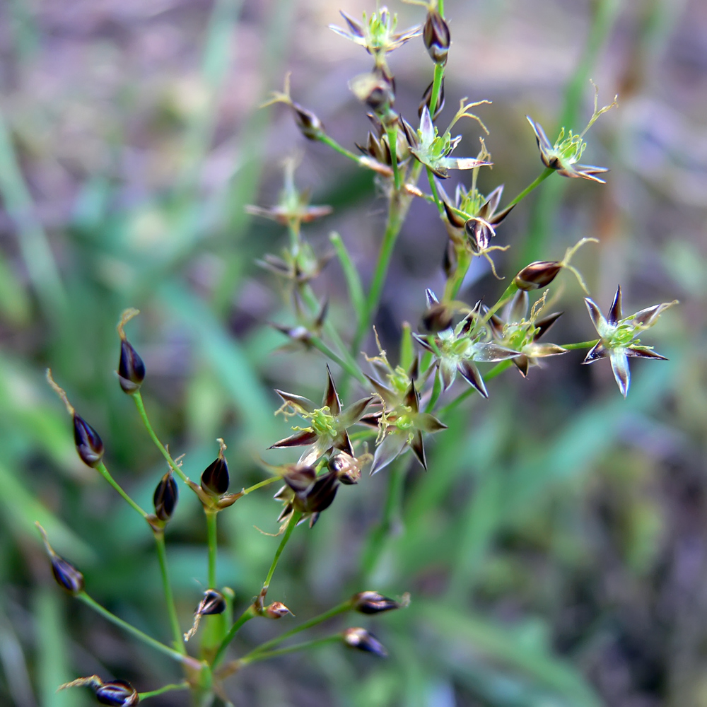 Image of Luzula pilosa specimen.