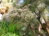 Смотреть изображение Moringa peregrina