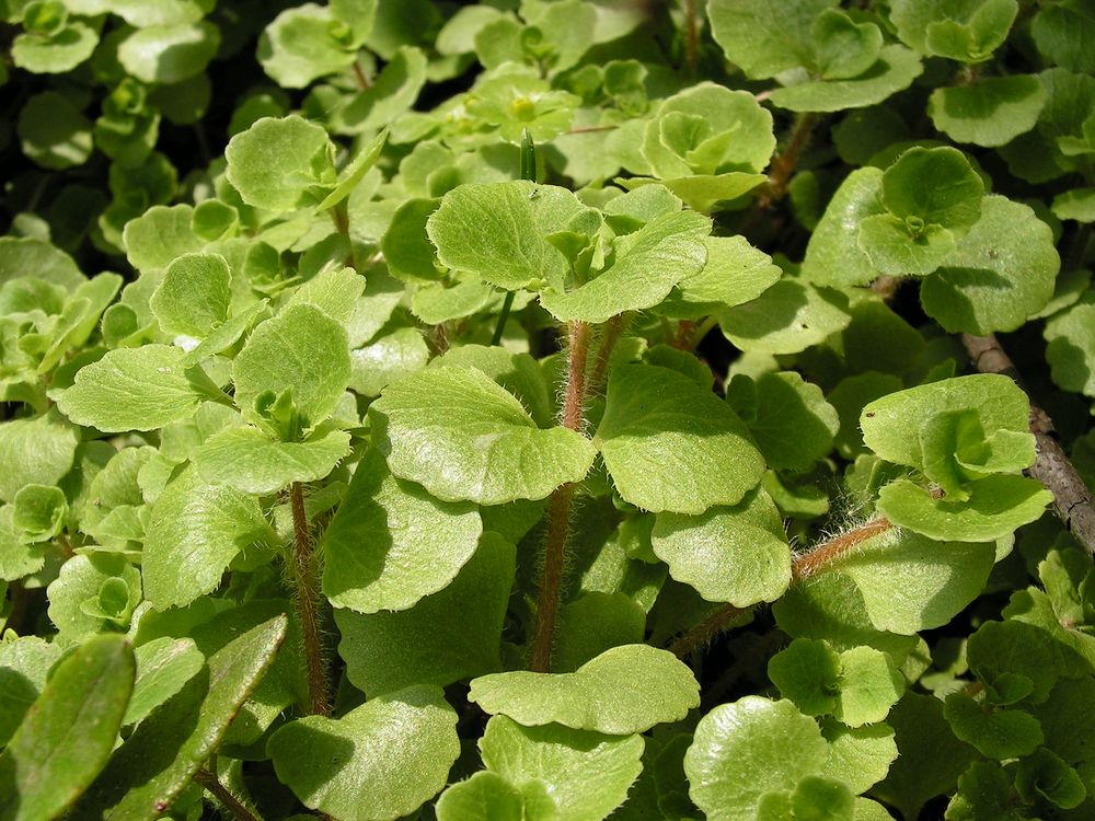 Изображение особи Chrysosplenium sinicum.