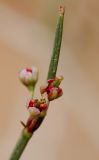 Calligonum polygonoides