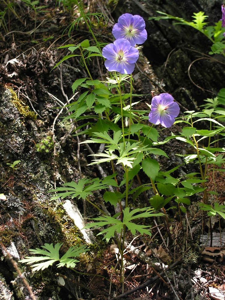 Image of Geranium erianthum specimen.