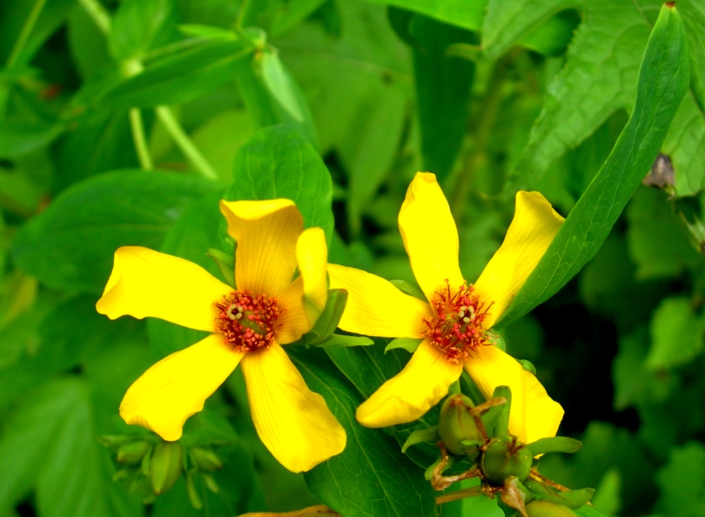 Image of Hypericum ascyron specimen.