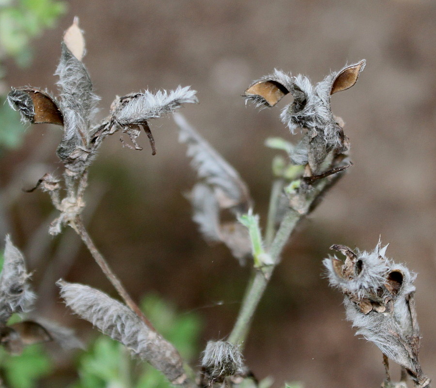 Image of Chamaecytisus austriacus specimen.