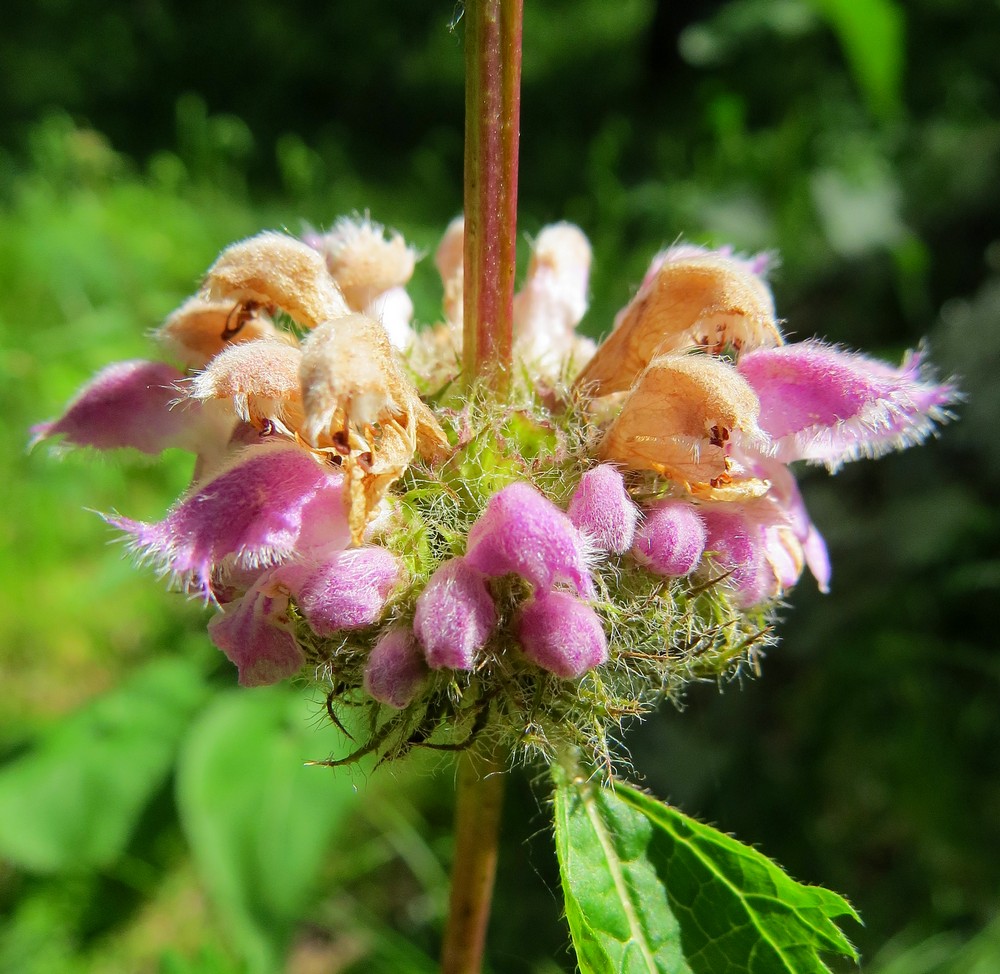 Image of Phlomoides tuberosa specimen.