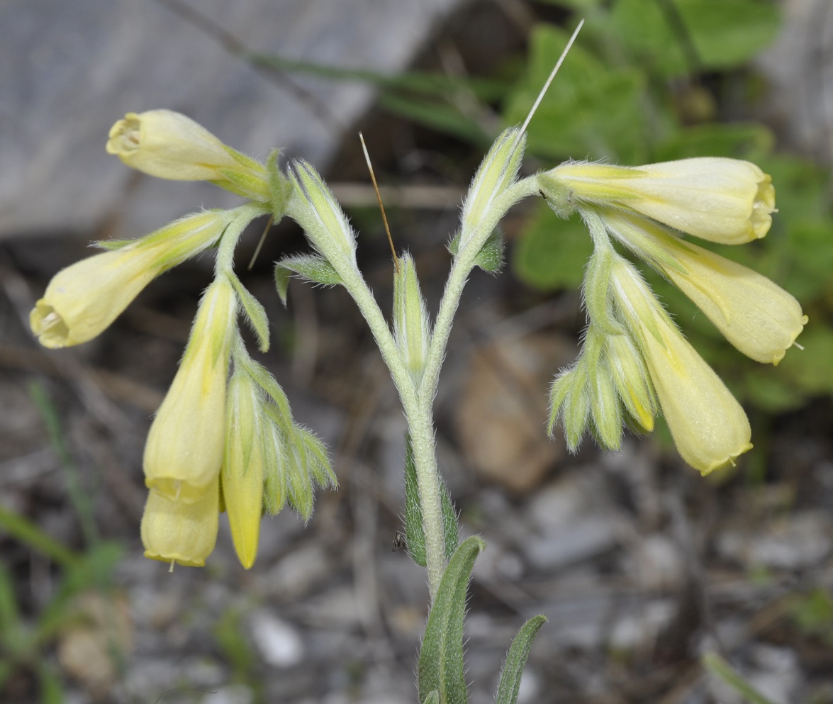 Image of Onosma heterophylla specimen.