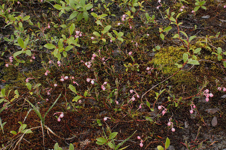 Image of Andromeda polifolia specimen.