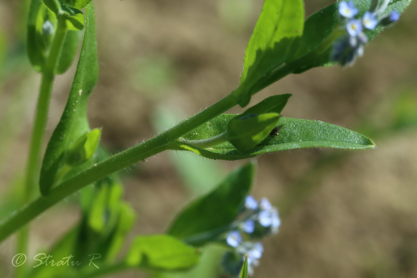 Изображение особи Myosotis arvensis.