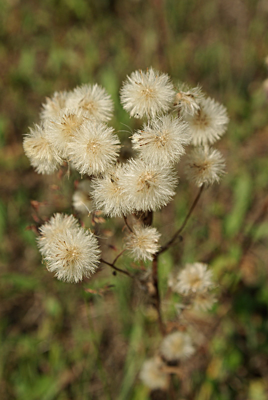 Image of Erigeron acris specimen.