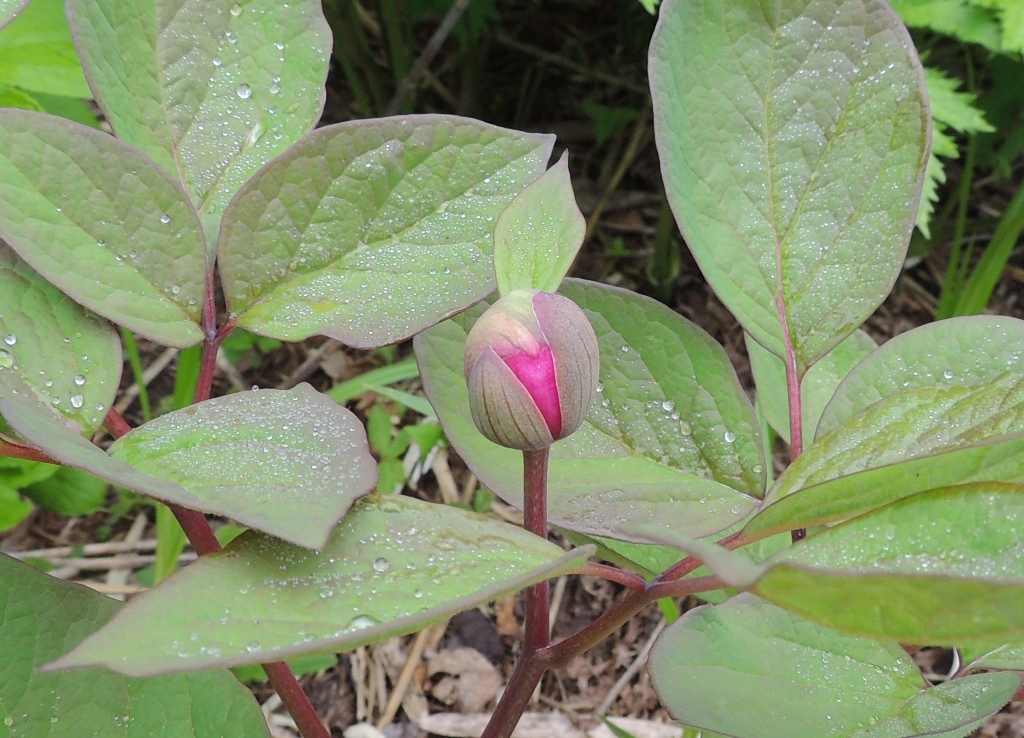 Image of Paeonia obovata specimen.