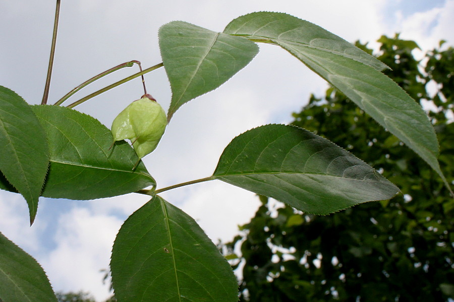 Image of Staphylea trifolia specimen.