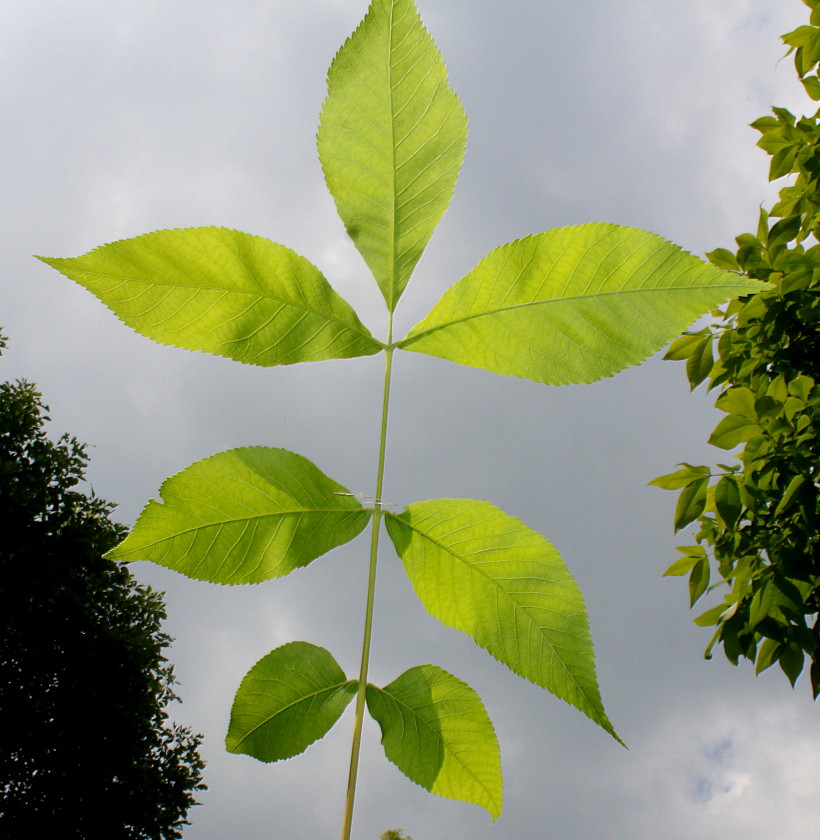 Изображение особи Carya tomentosa.