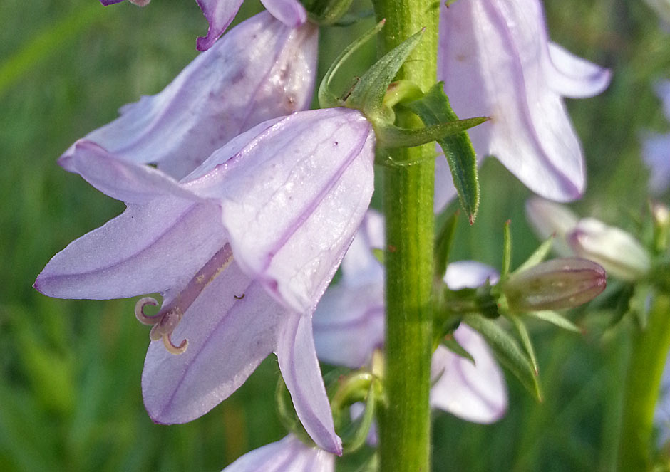 Изображение особи Campanula bononiensis.