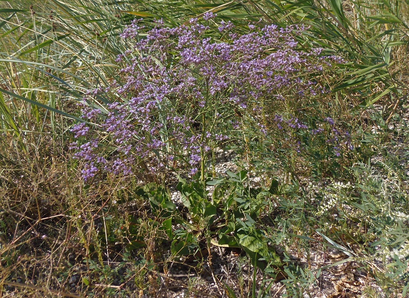 Изображение особи Limonium gmelinii.