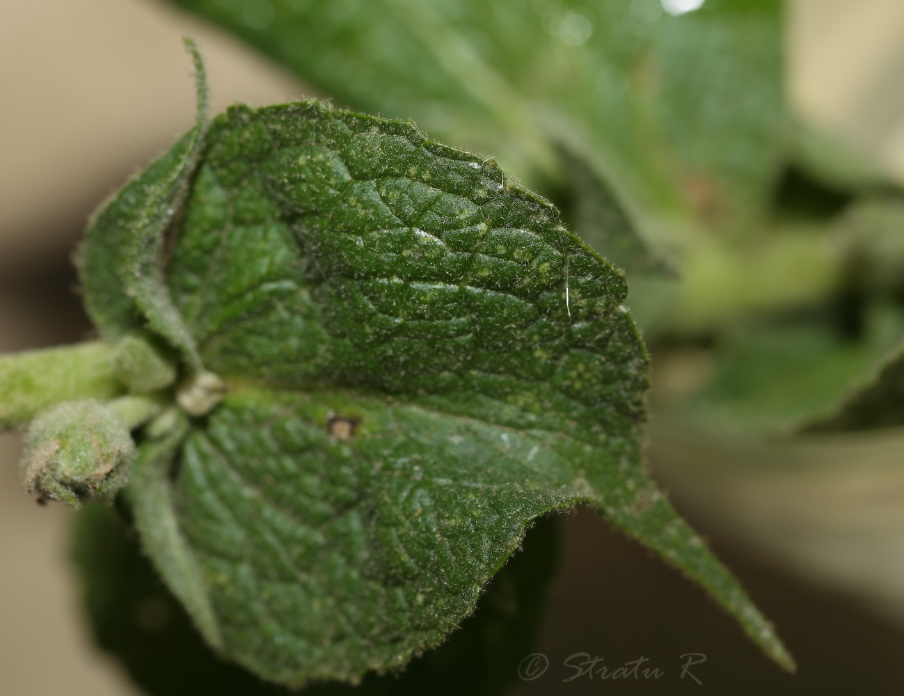 Image of Verbascum phlomoides specimen.