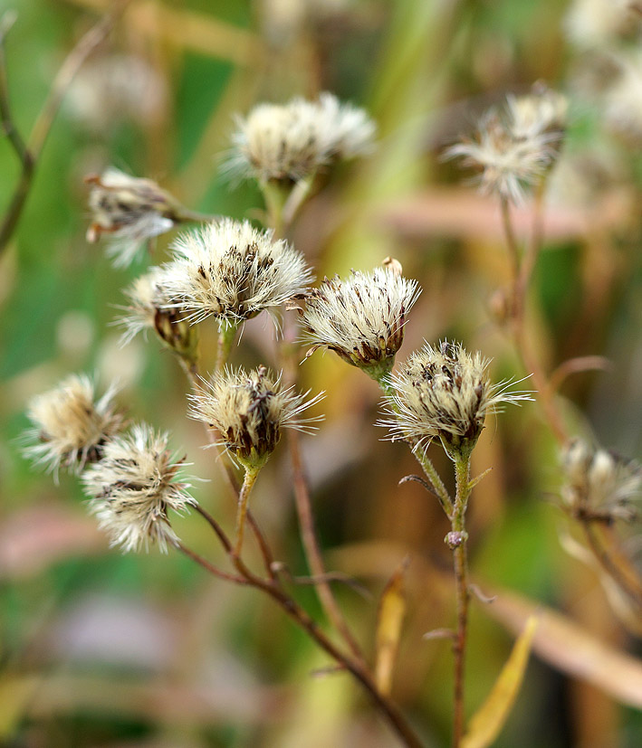 Image of familia Asteraceae specimen.