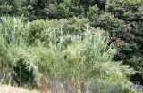 Arundo donax. Вегетирующие растения на горном склоне. Италия, Лигурия, окр. Варацце, стоянка на трассе А-10. 21.07.2014.