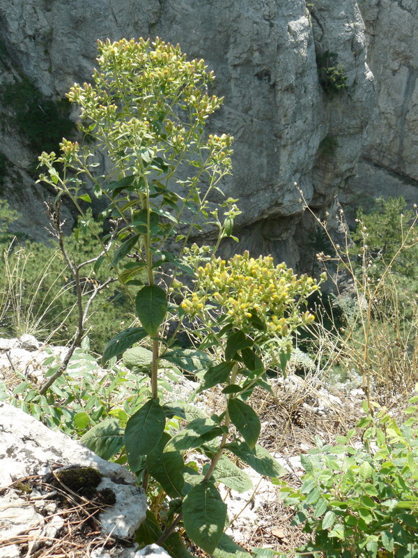 Image of Inula conyza specimen.