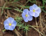 Linum perenne. Цветущее растение в степи. Хакасия, Усть-Абаканский р-н, окр. с. Капчалы. Начало августа 2009 г.