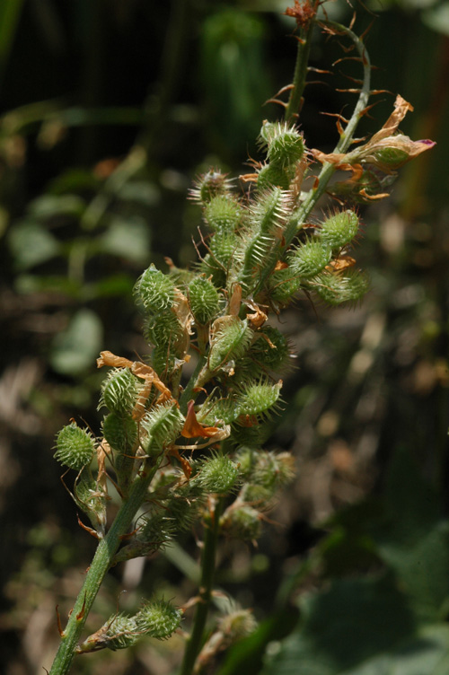 Image of Hedysarum songoricum specimen.