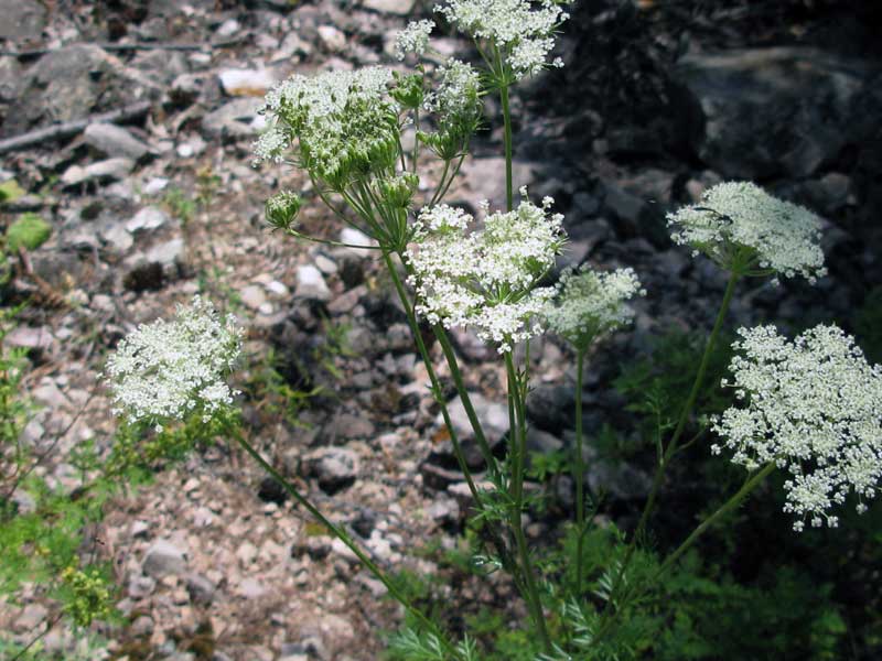 Изображение особи Kitagawia baicalensis.