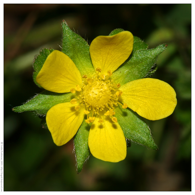 Image of Duchesnea indica specimen.