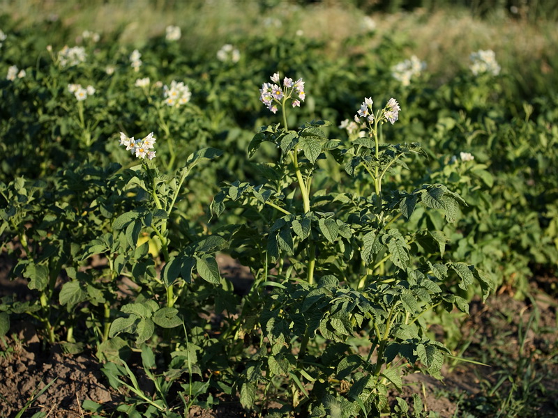 Image of Solanum tuberosum specimen.