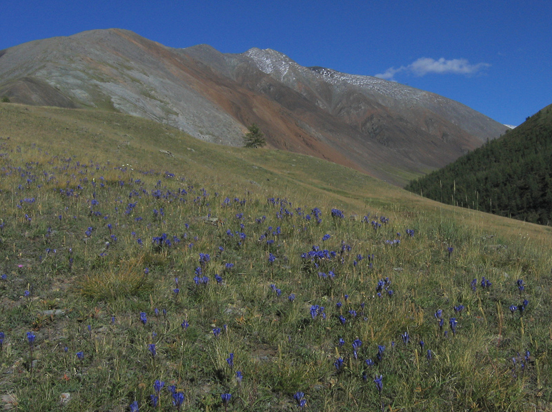 Изображение особи Gentiana decumbens.