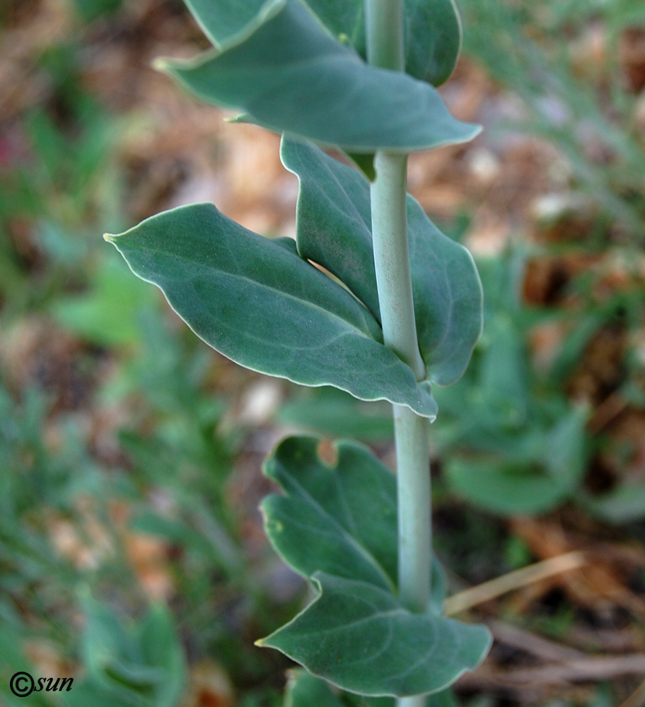 Image of Oberna csereii specimen.