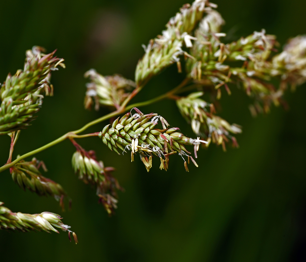 Изображение особи Phalaroides arundinacea.