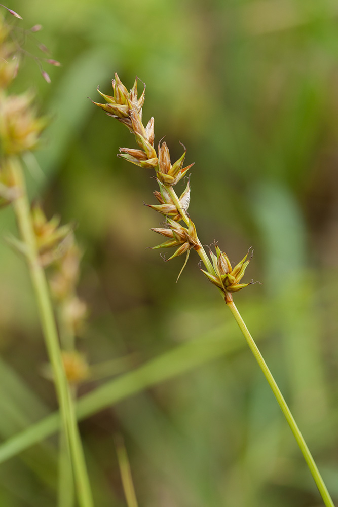 Image of Carex spicata specimen.