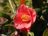 Camellia japonica. Цветок. США, Калифорния, Сан-Франциско, ботанический сад. 28.02.2014.