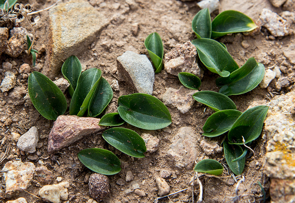 Image of Arisarum vulgare specimen.