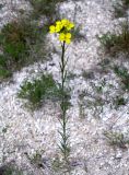 Erysimum cretaceum