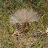 genus Tragopogon