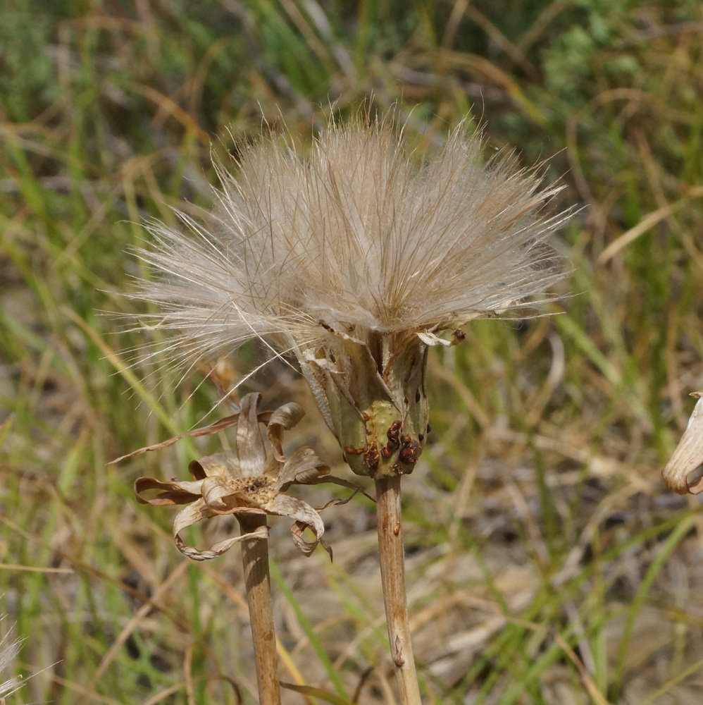 Изображение особи род Tragopogon.