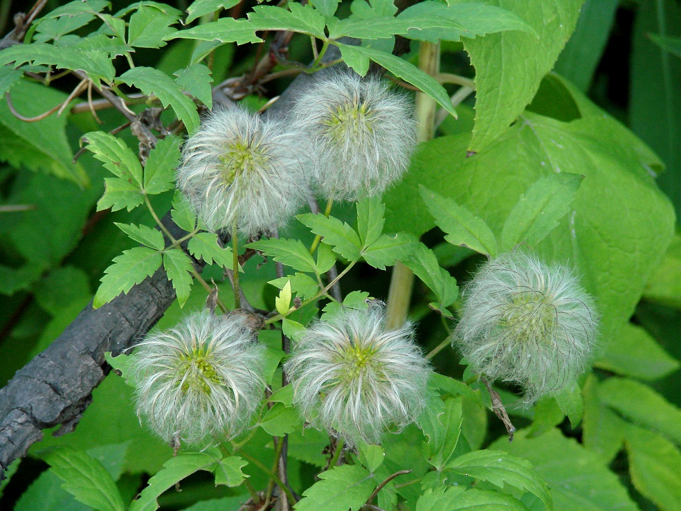 Изображение особи Atragene sibirica.