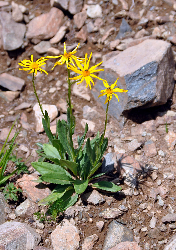 Image of Senecio kolenatianus specimen.