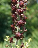 Veratrum nigrum