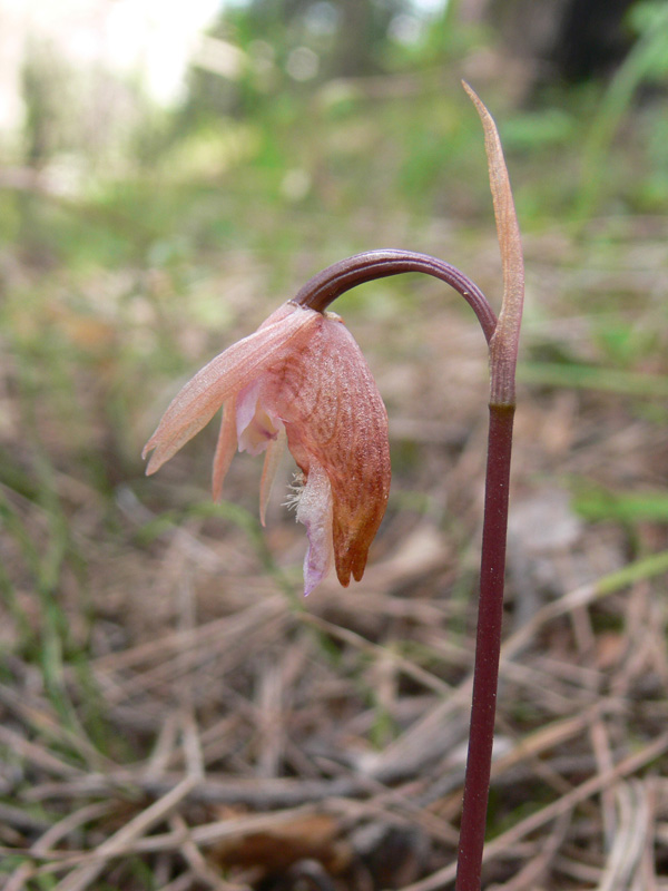 Изображение особи Calypso bulbosa.