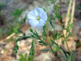 Linum komarovii. Верхушки побегов с бутонами, цветком и завязывающимися плодами. Якутия (Саха), Алданский р-н, левый берег р. Алдан в 5 км выше устья р. Тимптон. 19.06.2008.