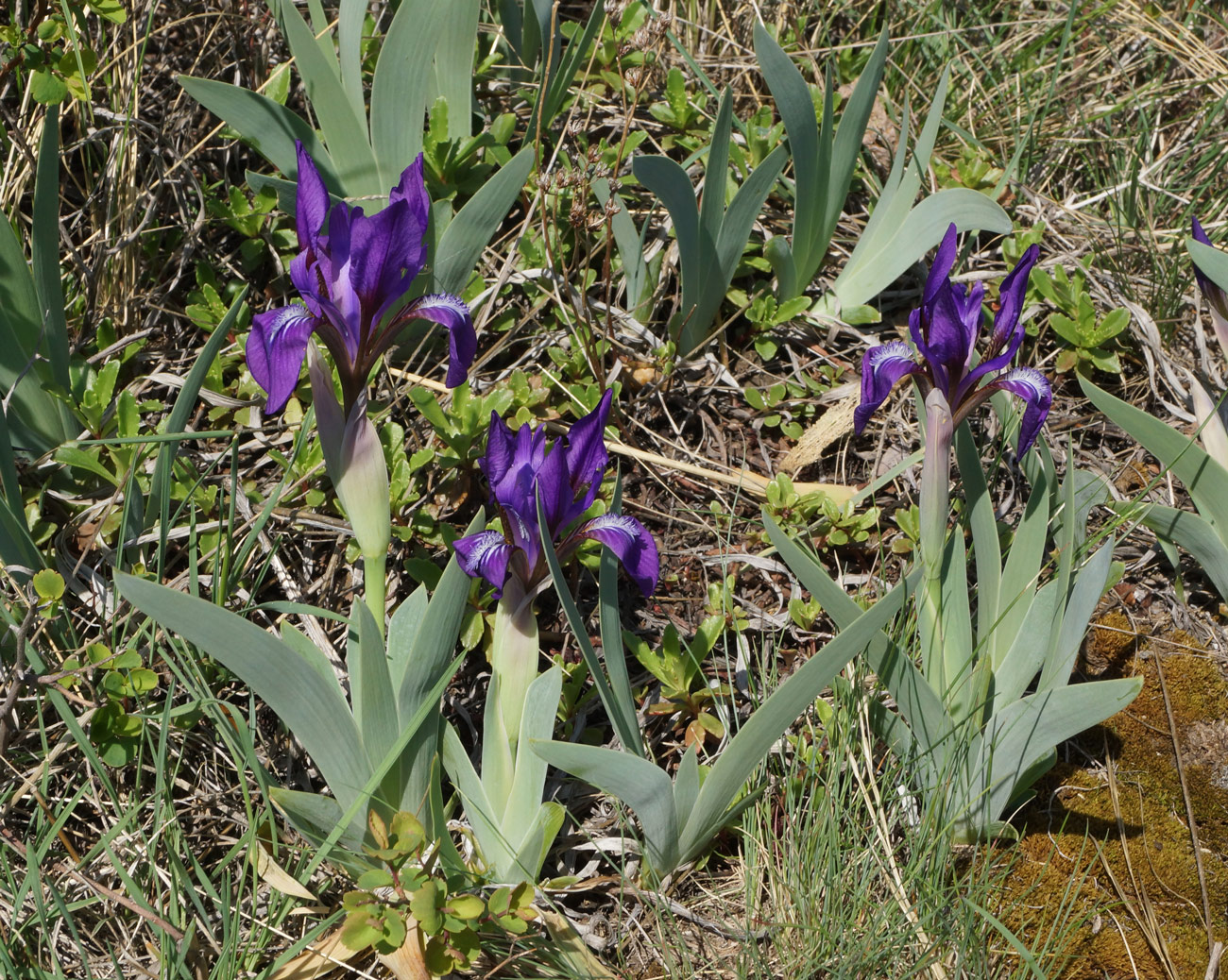 Image of Iris glaucescens specimen.