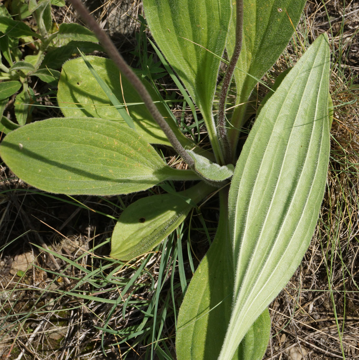 Image of Plantago urvillei specimen.