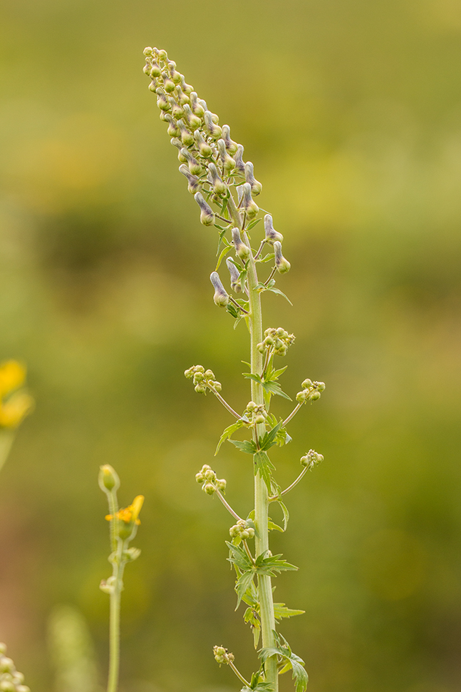 Image of Aconitum orientale specimen.