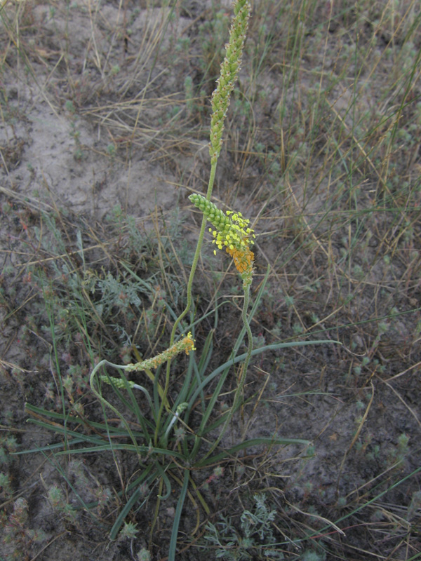 Image of Plantago salsa specimen.