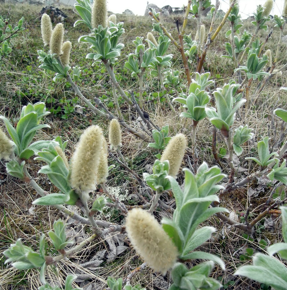 Image of Salix lanata specimen.