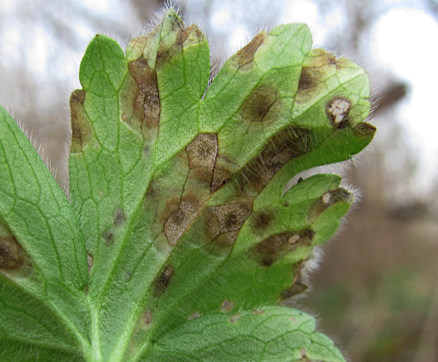 Image of Ranunculus constantinopolitanus specimen.