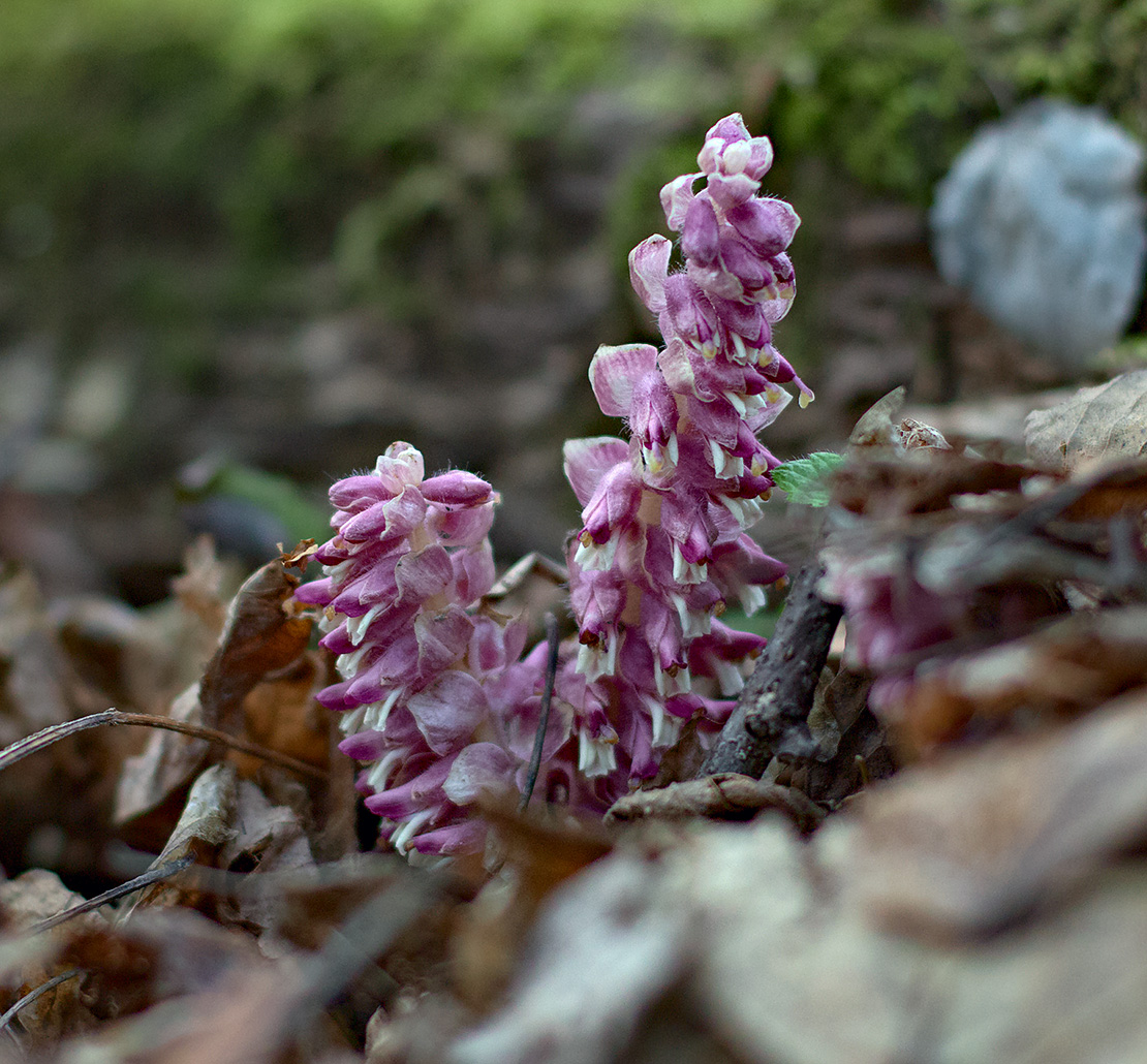 Image of Lathraea squamaria specimen.