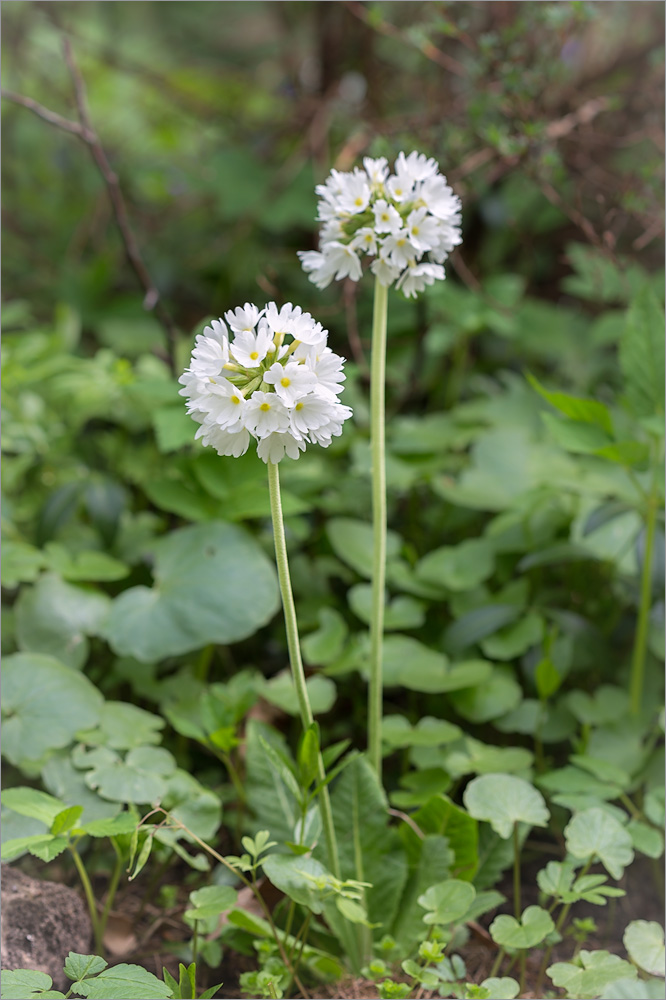 Изображение особи Primula denticulata.